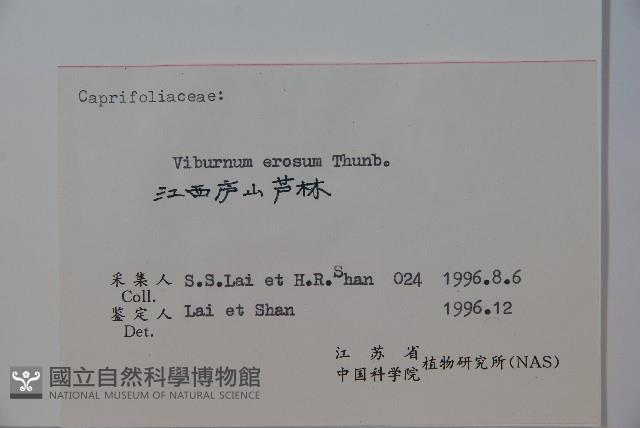 松田氏莢迷、宜昌莢迷藏品圖，第2張