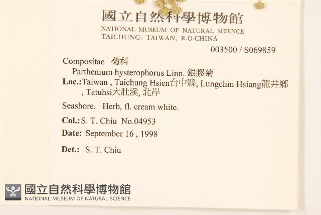 銀膠菊藏品圖，第2張