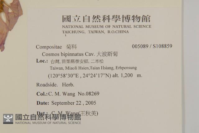 大波斯菊藏品圖，第2張