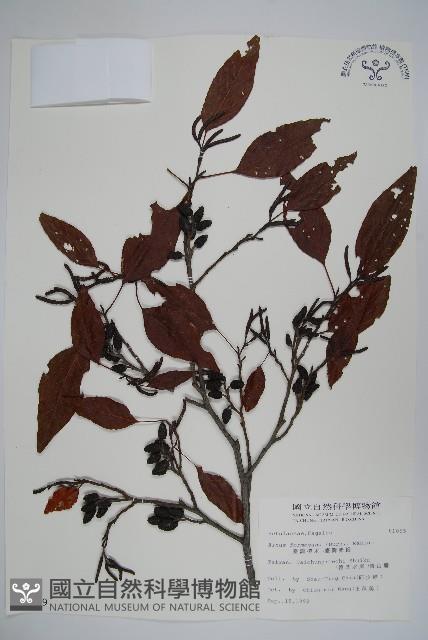 臺灣赤楊、臺灣榿木藏品圖，第1張