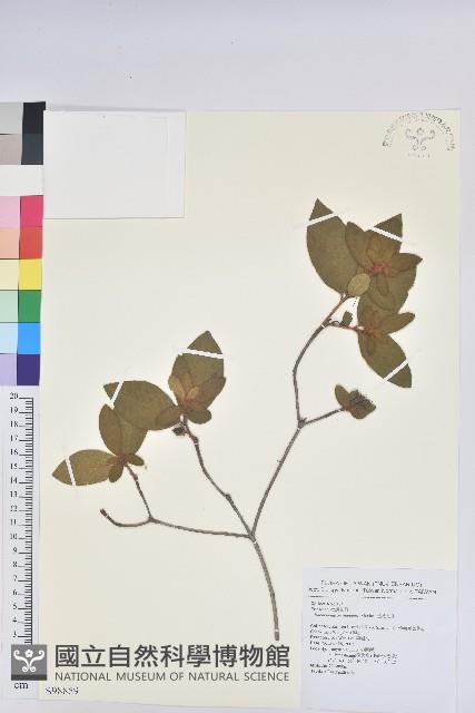 金毛杜鵑藏品圖，第1張