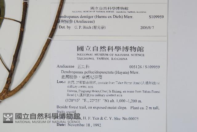 臺灣樹參藏品圖，第2張