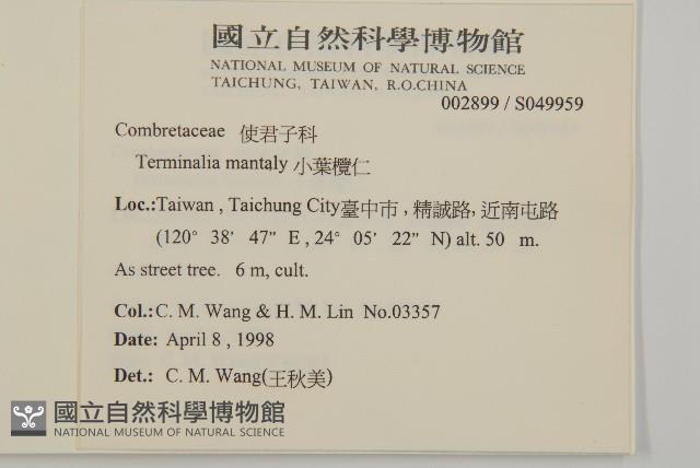 小葉欖仁藏品圖，第2張