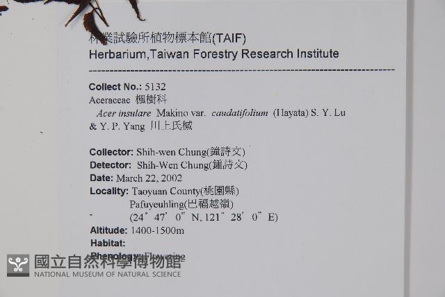 大屯尖葉槭, 川上氏槭藏品圖，第2張