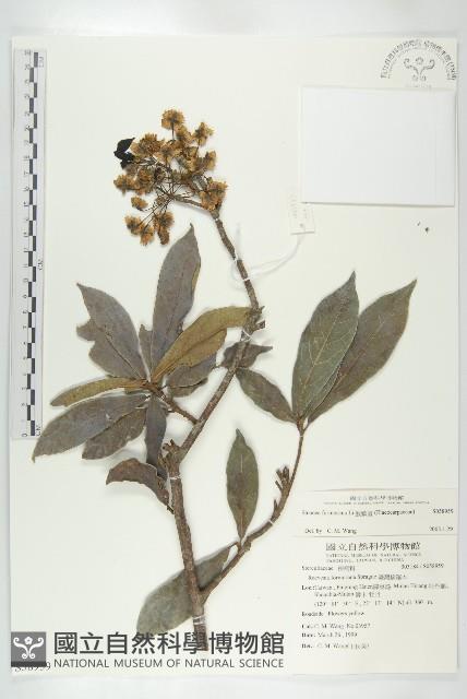 猴歡喜藏品圖，第1張