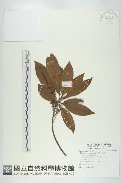 杜英、山杜英、蘭嶼杜英藏品圖，第1張