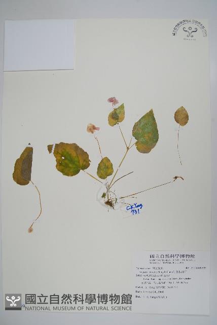 岩生秋海棠藏品圖，第1張