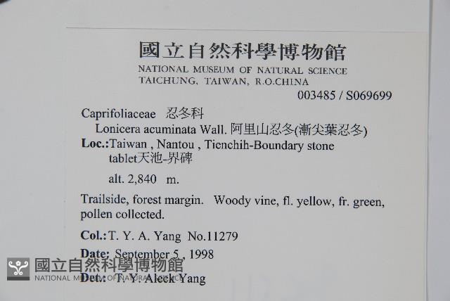 阿里山忍冬、漸尖葉忍冬藏品圖，第5張