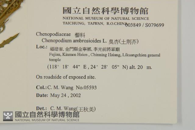 臭杏、土荊芥藏品圖，第2張