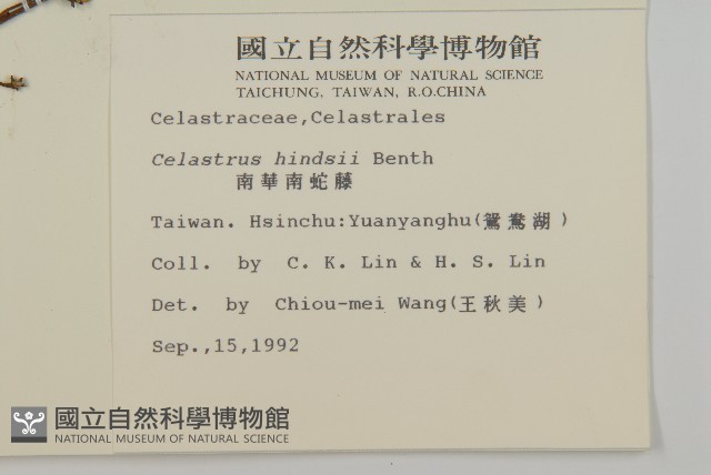 南華南蛇藤，青江藤藏品圖，第2張