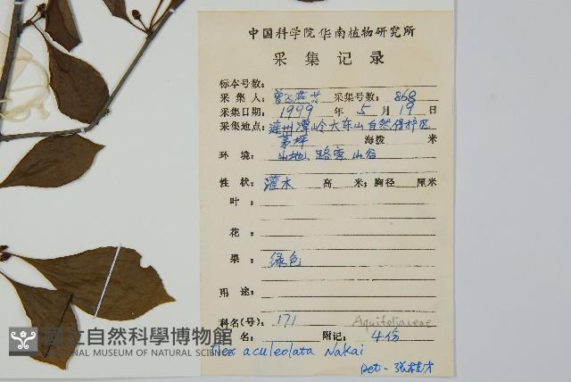 鼠李冬青、滿樹星藏品圖，第2張