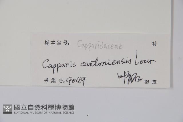 廣州山柑藏品圖，第2張