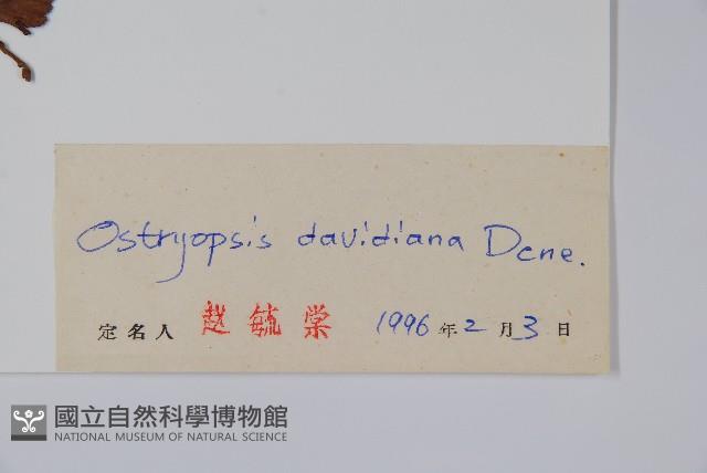 虎榛子藏品圖，第2張