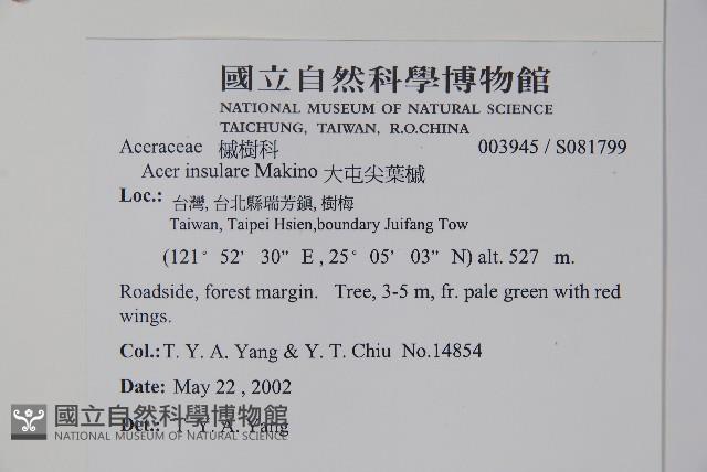 大屯尖葉槭, 川上氏槭藏品圖，第2張