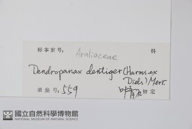 臺灣樹參藏品圖，第2張