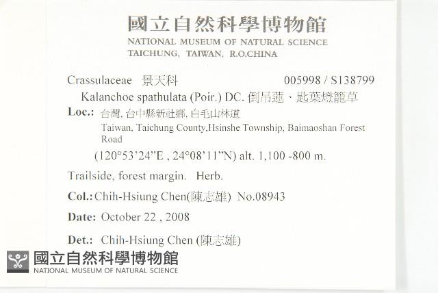 倒吊蓮、匙葉燈籠草藏品圖，第2張