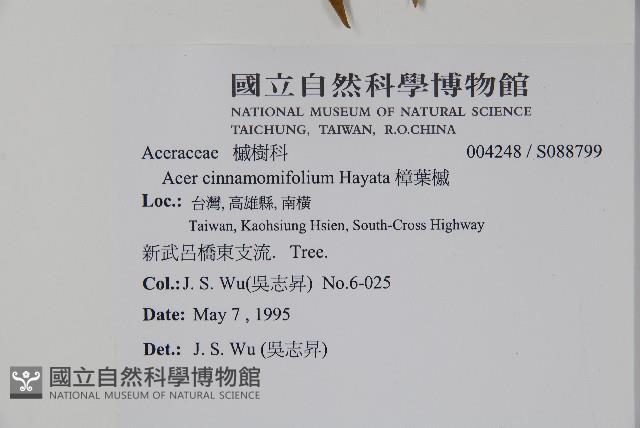 樟葉槭藏品圖，第2張