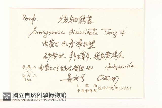 极叉枝鴨蔥藏品圖，第2張