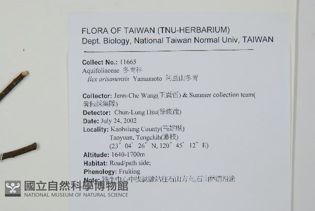 阿里山冬青藏品圖，第2張