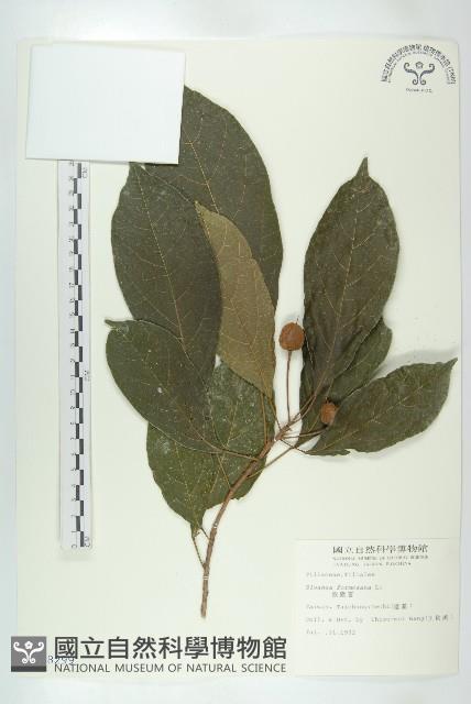 猴歡喜藏品圖，第1張