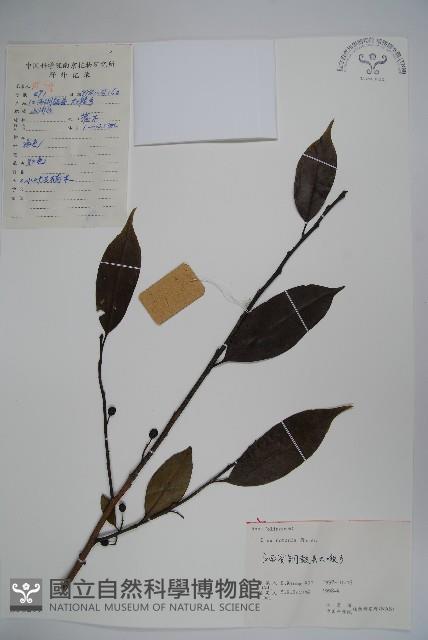 鐵冬青藏品圖，第1張