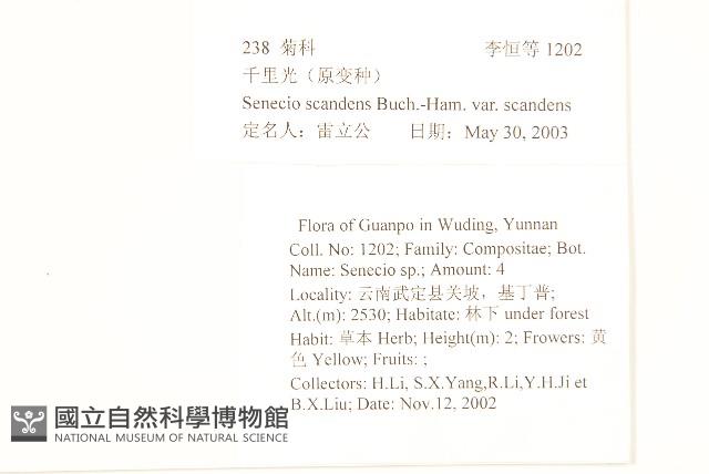 蔓黃菀藏品圖，第2張