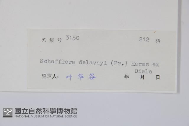 穗序鵝掌柴藏品圖，第2張