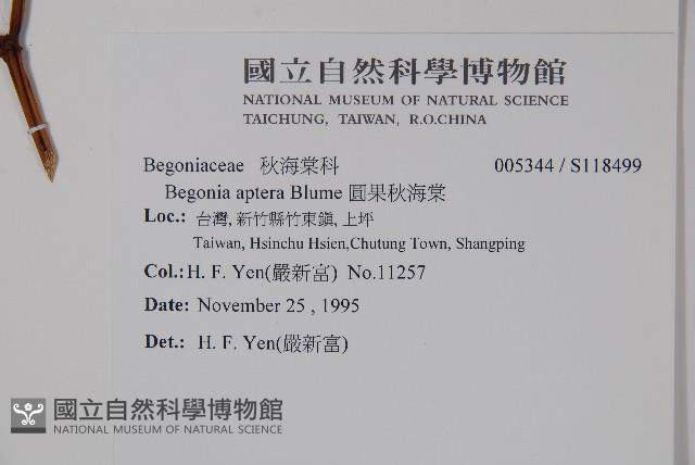 圓果秋海棠藏品圖，第2張