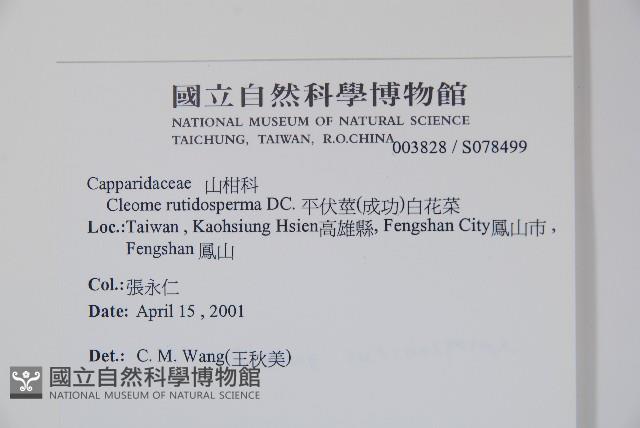 平伏莖白花菜、成功白花菜藏品圖，第2張