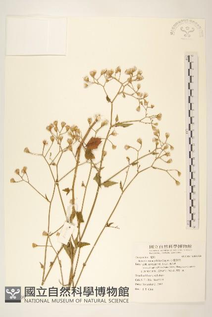 小蔓黃苑藏品圖，第1張