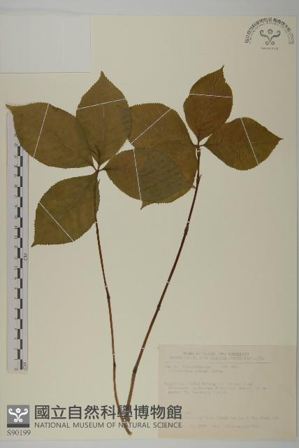 臺灣及己藏品圖，第1張