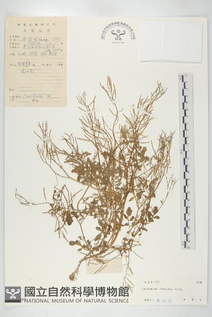 焊菜藏品圖，第1張