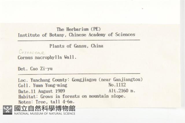 細梗苔草藏品圖，第2張