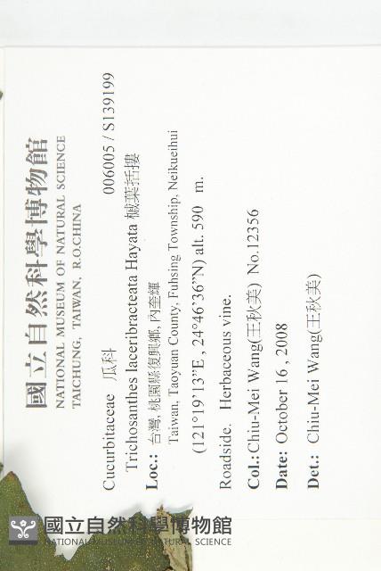 槭葉括摟藏品圖，第2張