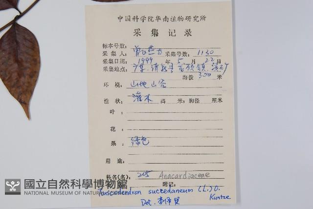 野漆、木臘樹藏品圖，第2張