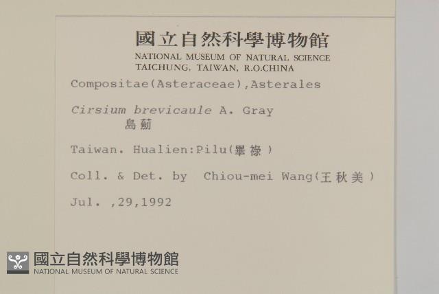 鱗毛薊藏品圖，第2張