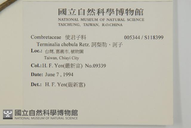 訶梨勒、訶子藏品圖，第2張