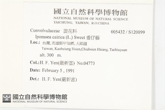 番仔藤藏品圖，第2張