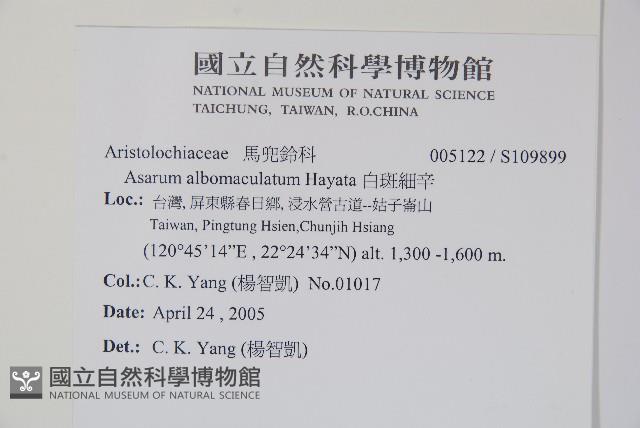 白斑細辛藏品圖，第2張