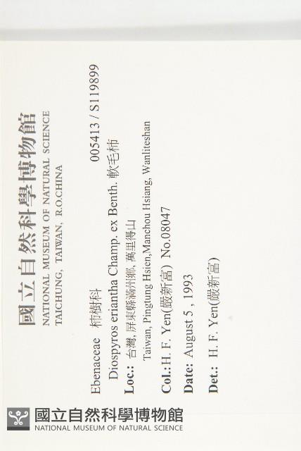 軟毛柿藏品圖，第2張