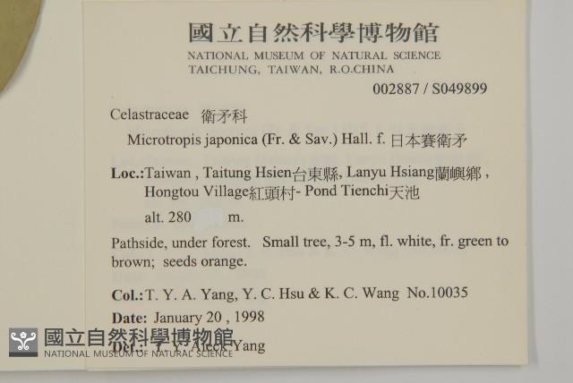 日本賽衛矛、日本假衛矛藏品圖，第2張