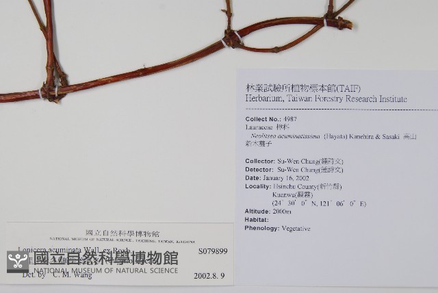 阿里山忍冬、漸尖葉忍冬藏品圖，第2張