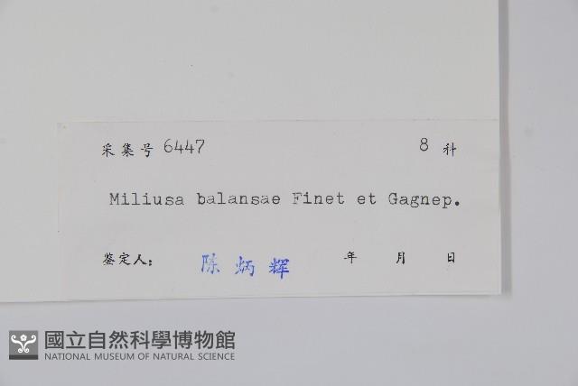 野獨活藏品圖，第2張