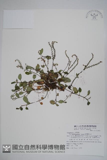 臺灣附地草藏品圖，第1張