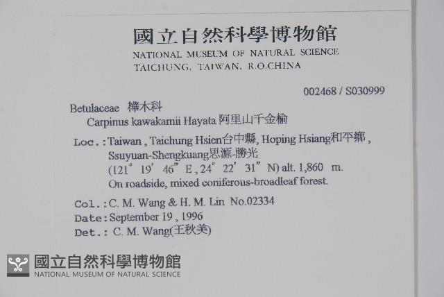 阿里山千金榆藏品圖，第2張