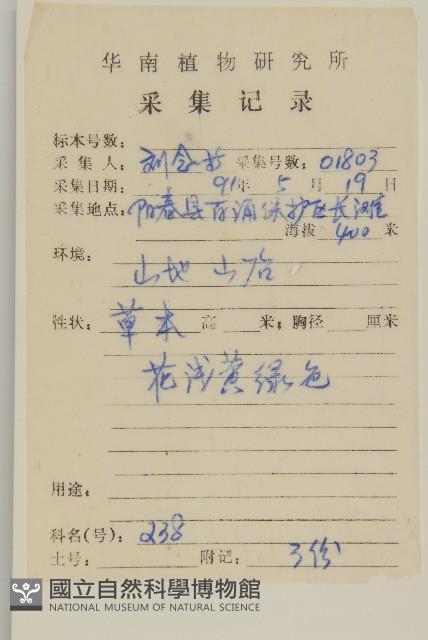 魚眼菊藏品圖，第2張