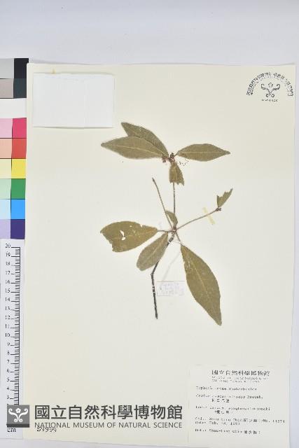 裡白巴豆藏品圖，第1張