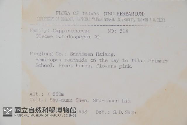 平伏莖白花菜、成功白花菜藏品圖，第2張