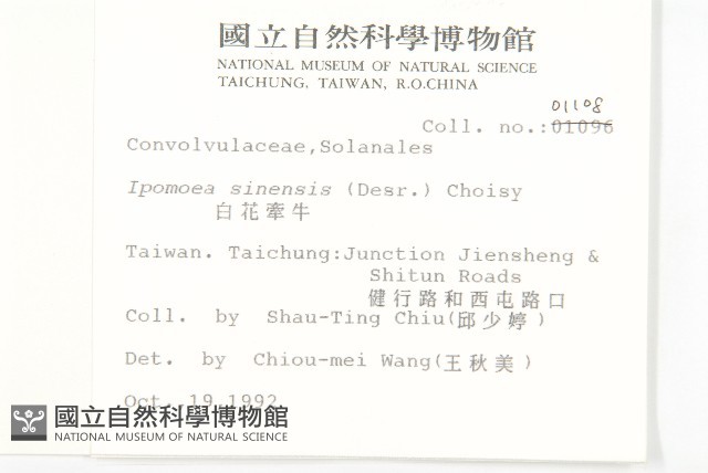 白花牽牛藏品圖，第2張