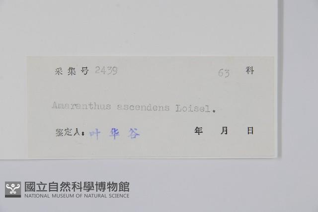 凹頭莧藏品圖，第2張